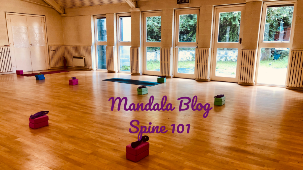 Mandala Yoga Spine Anatomy 101