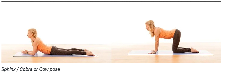 Mandala Yoga Cobra or Cow Pose