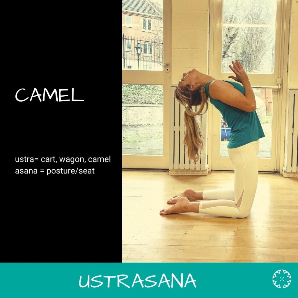 Camel Pose Ustrasana