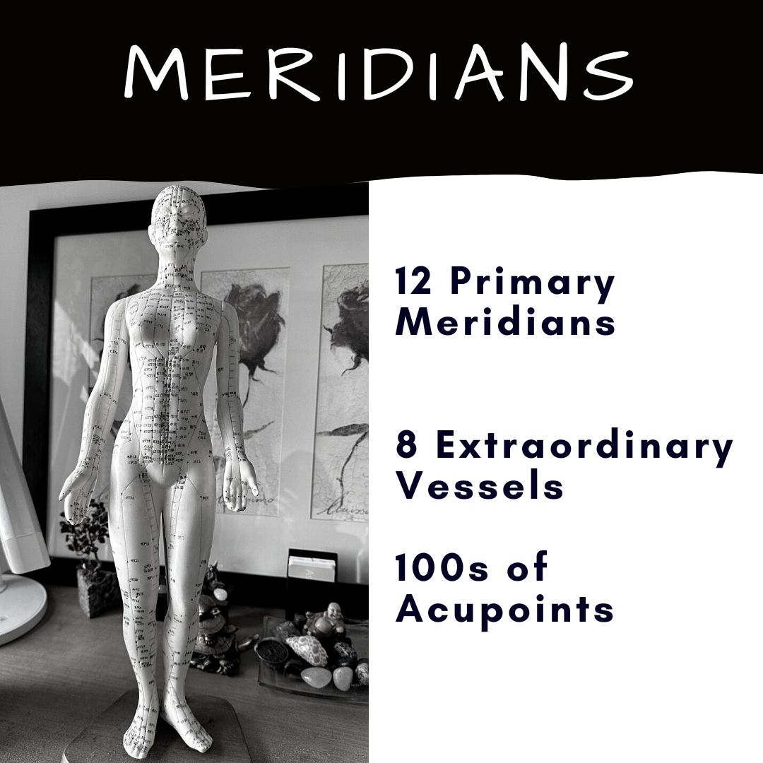 mannequin displaying the meridians